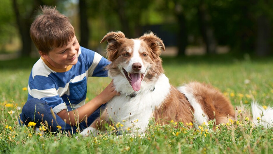 Wie man Kinder und Hunde sicher zusammenführt