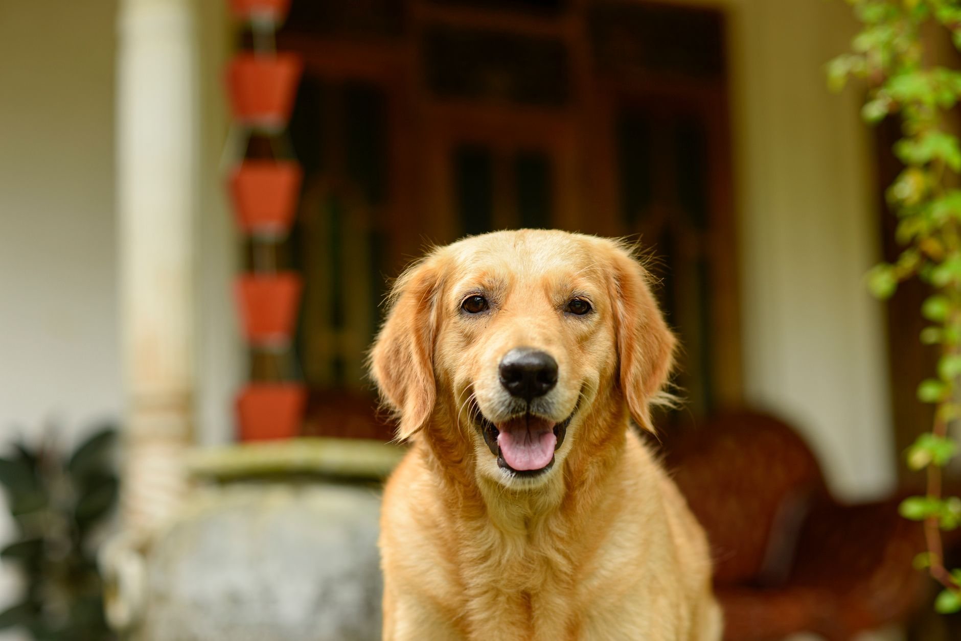 Hund und Familie: Ernährung richtig verstehen