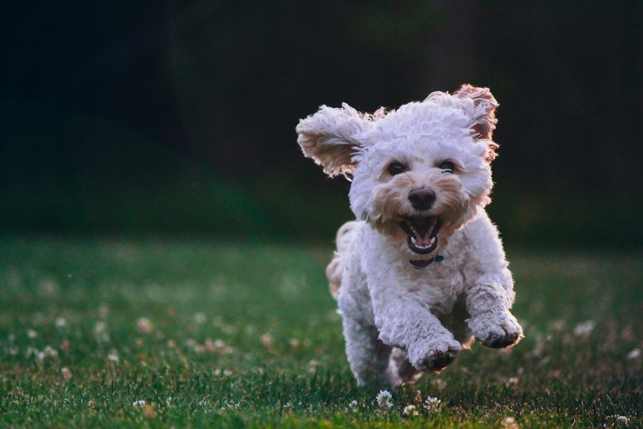 individuelle Hundemalvorlagen