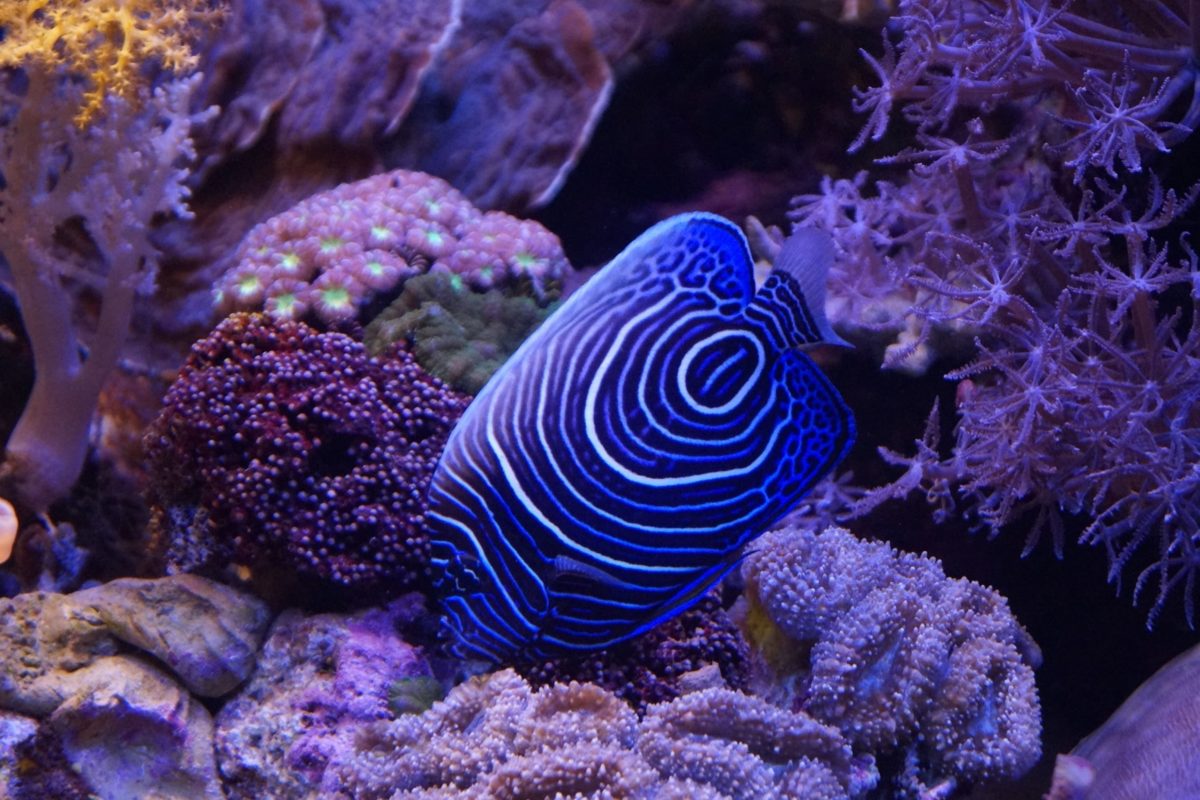 Aquaristik