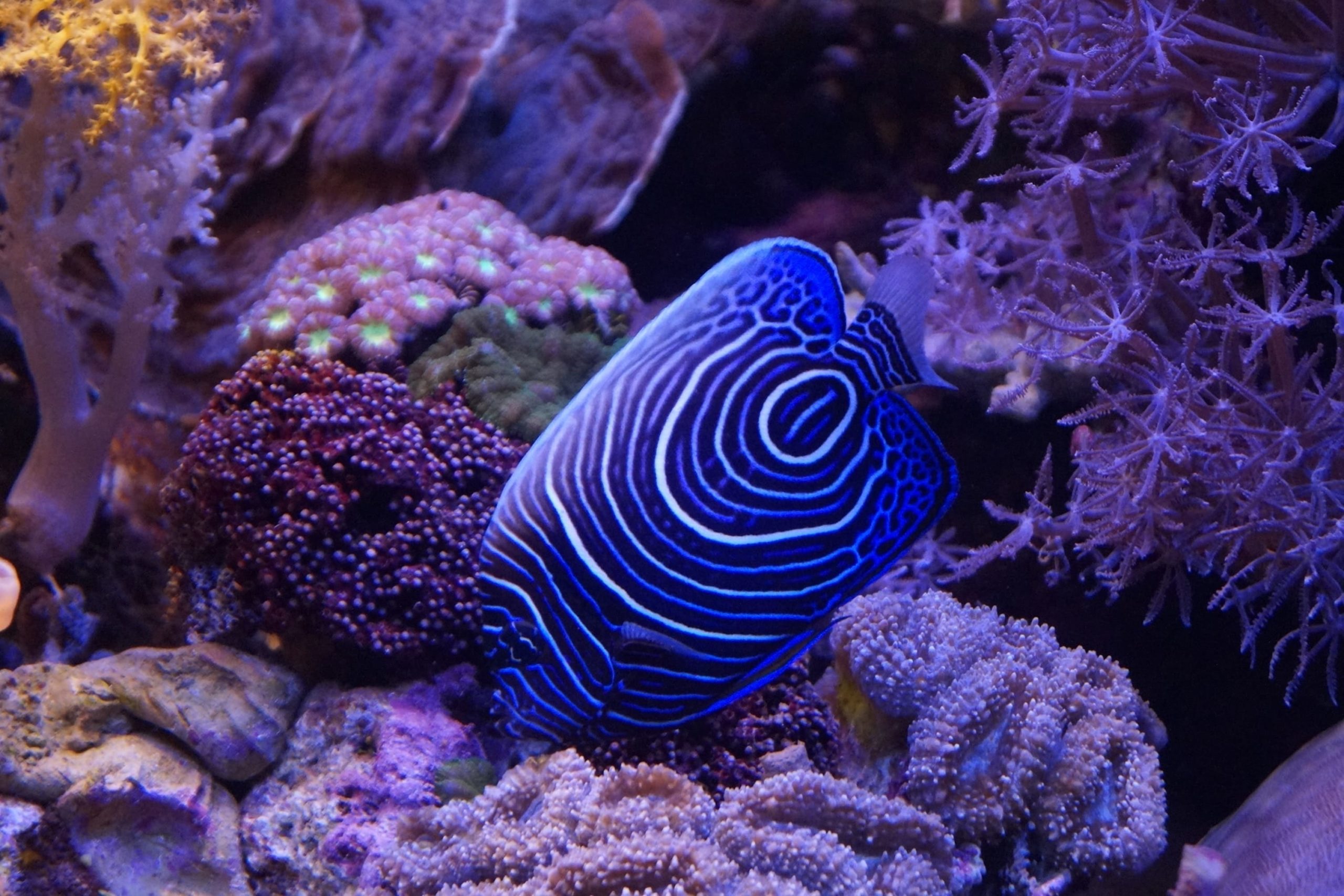 Aquaristik