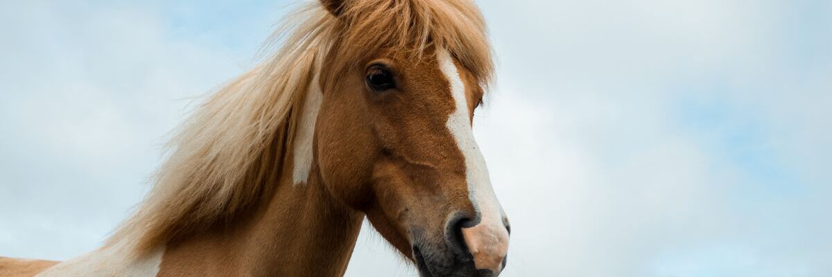 Welches Futter für welches Pferd? - Nahrungsergänzungen können hilfreich sein