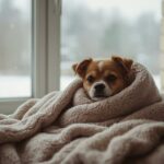 Unterkühlung beim Hund rechtzeitig erkennen
